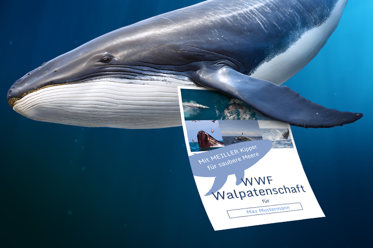 Urkunde Walpatenschaft 